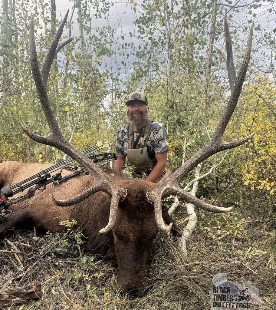 Black Timber archery elk hunt in aspens
