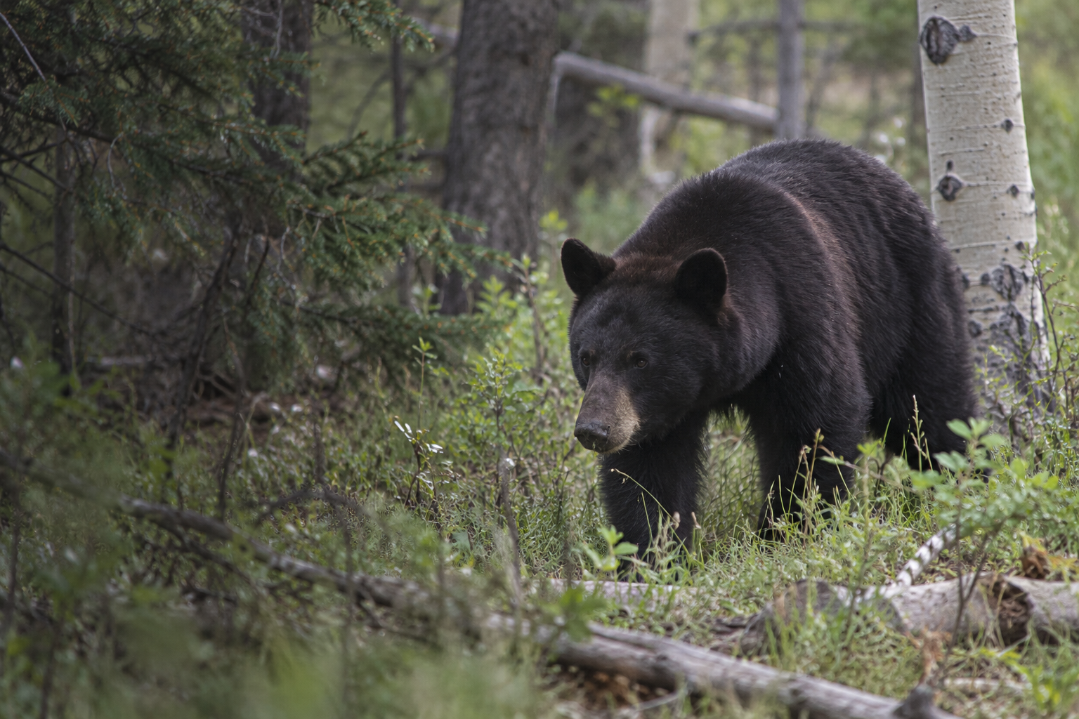 bear in continuous natural terrain, wildlife illustration