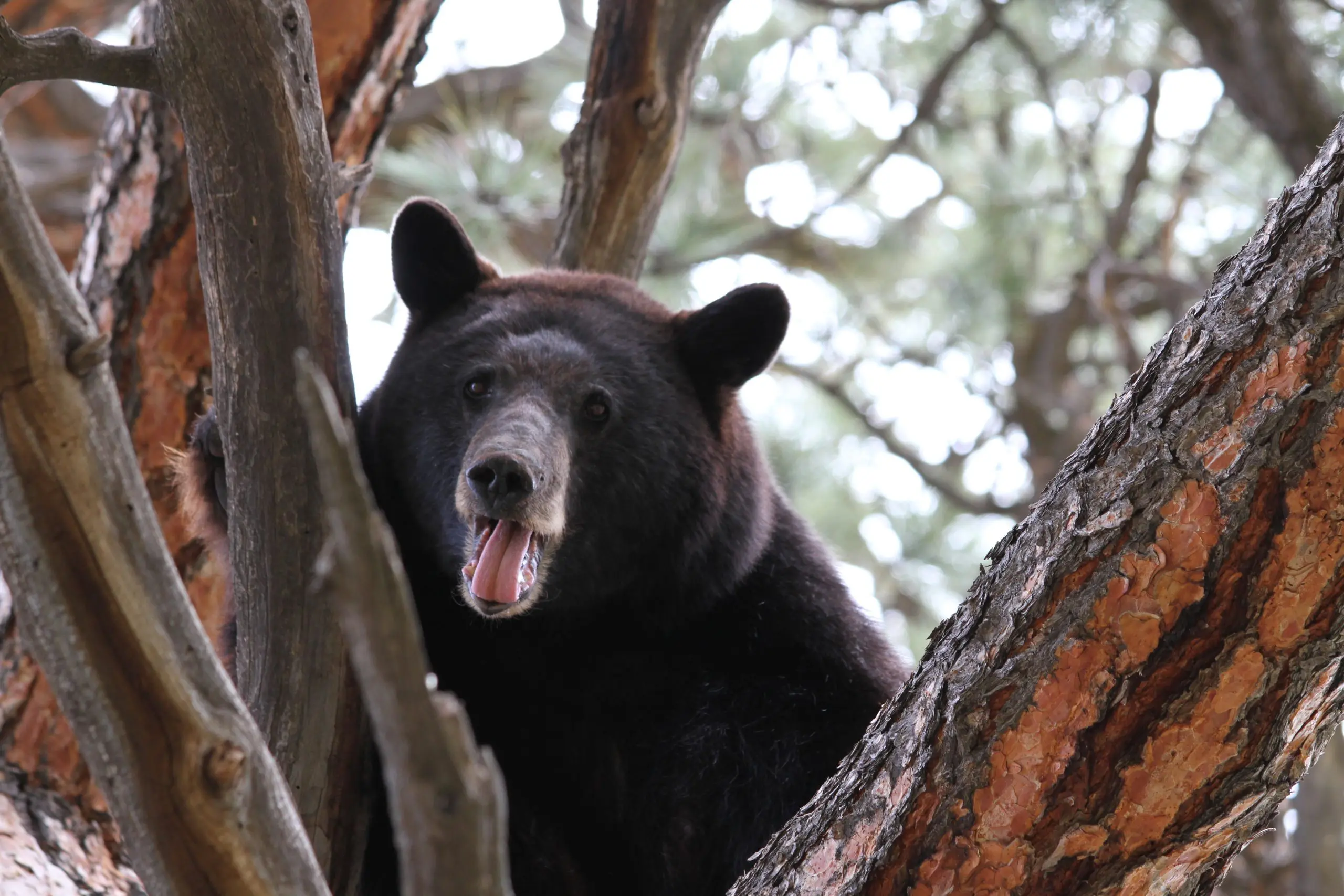 bear in continuous natural terrain, wildlife illustration