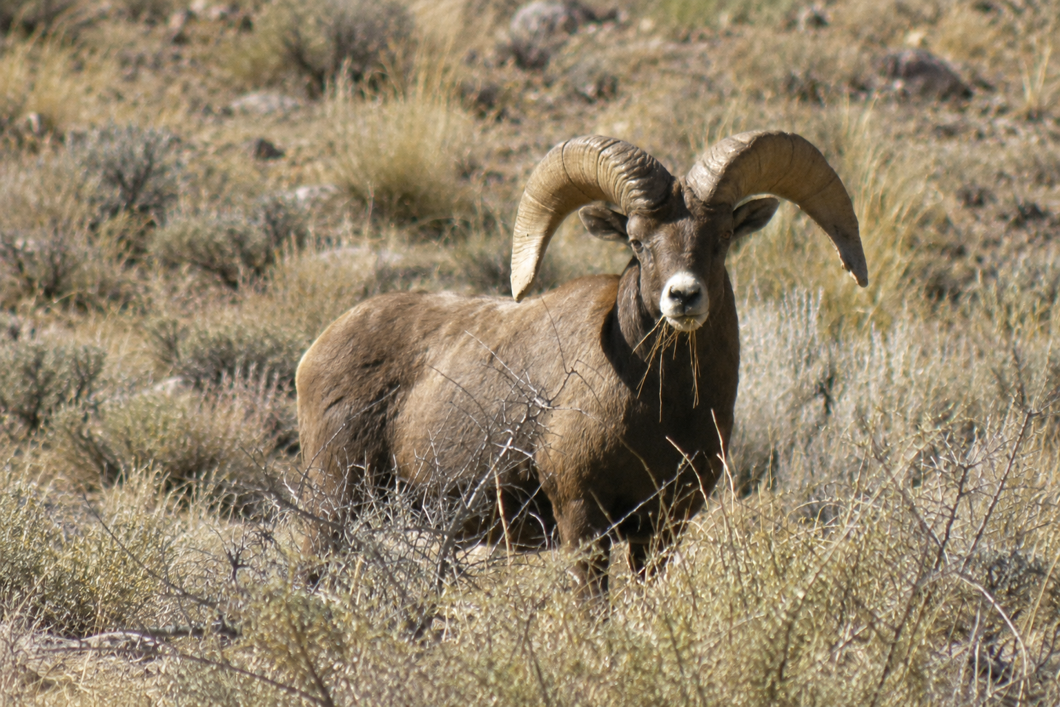sheep in continuous natural terrain, wildlife illustration