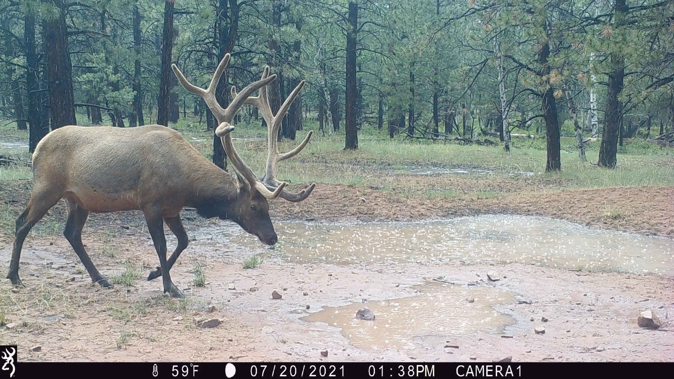 Bull elk walking past a woodland waterhole in a trail camera photograph