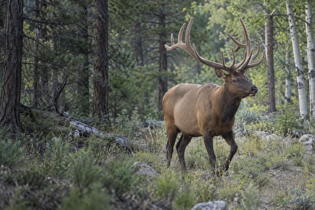 elk in natural Western habitat
