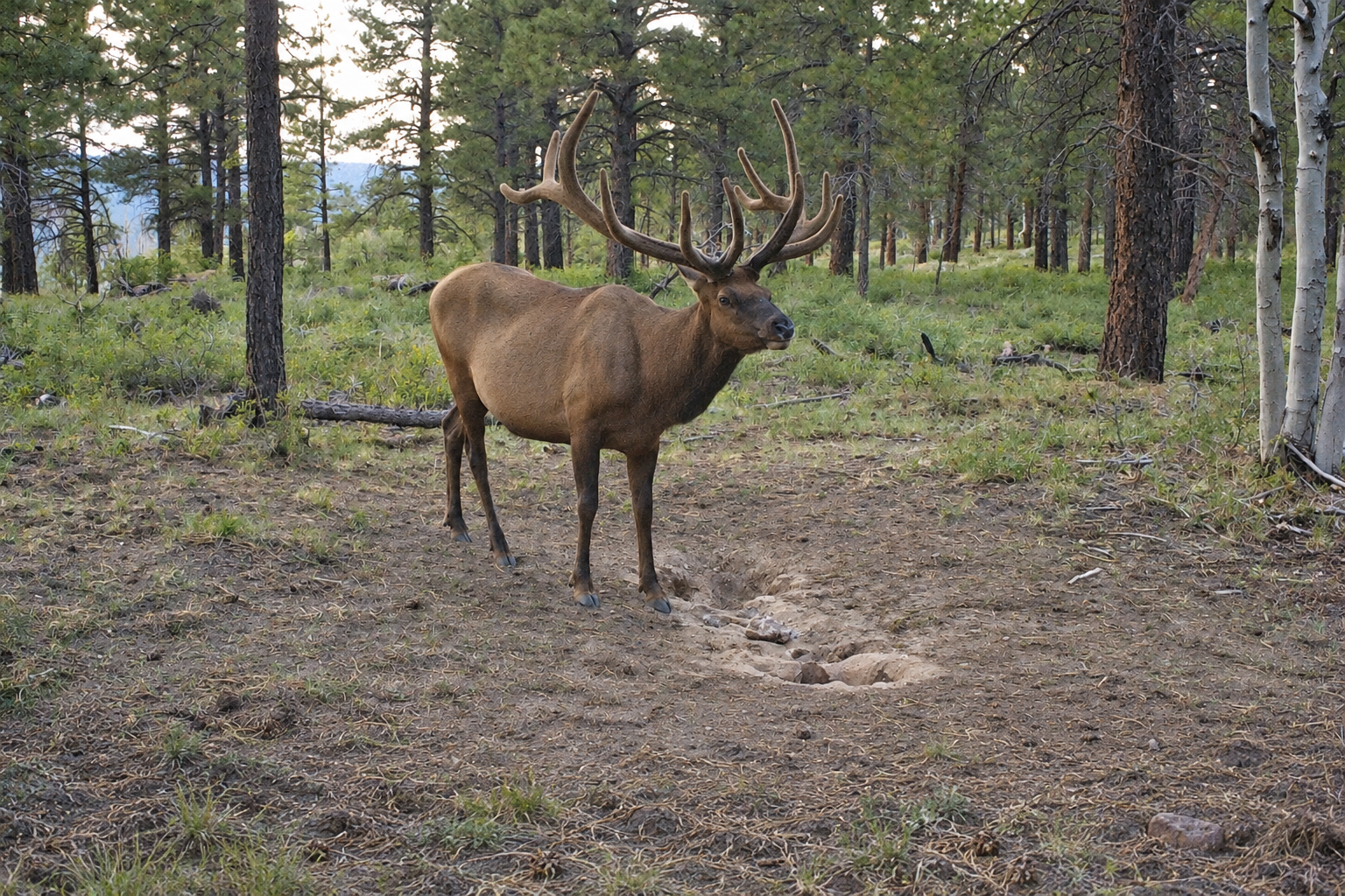 elk in continuous natural terrain, wildlife illustration