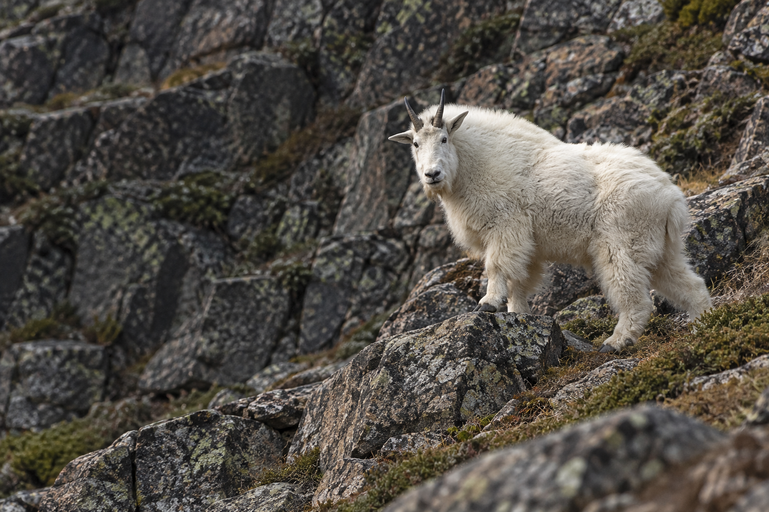 mountain goat in continuous natural terrain, wildlife illustration