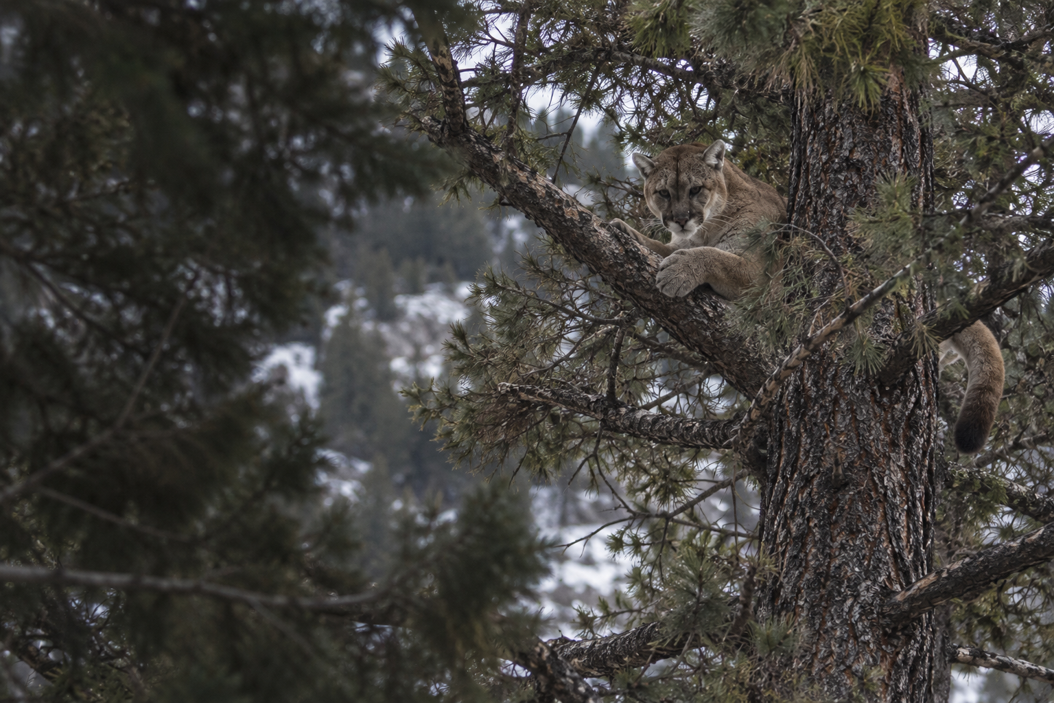 mountain lion in continuous natural terrain, wildlife illustration