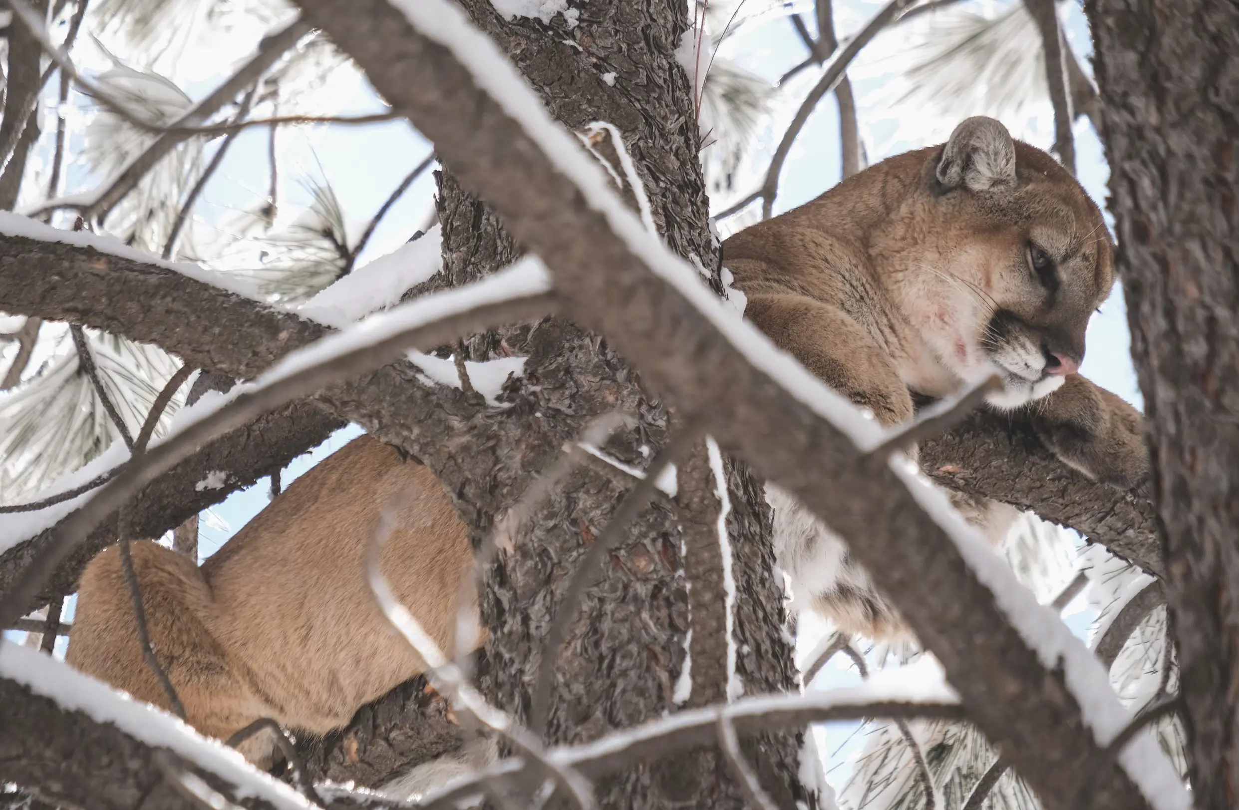 mountain lion in continuous natural terrain, wildlife illustration