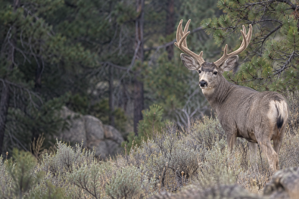 mule deer in natural Western habitat