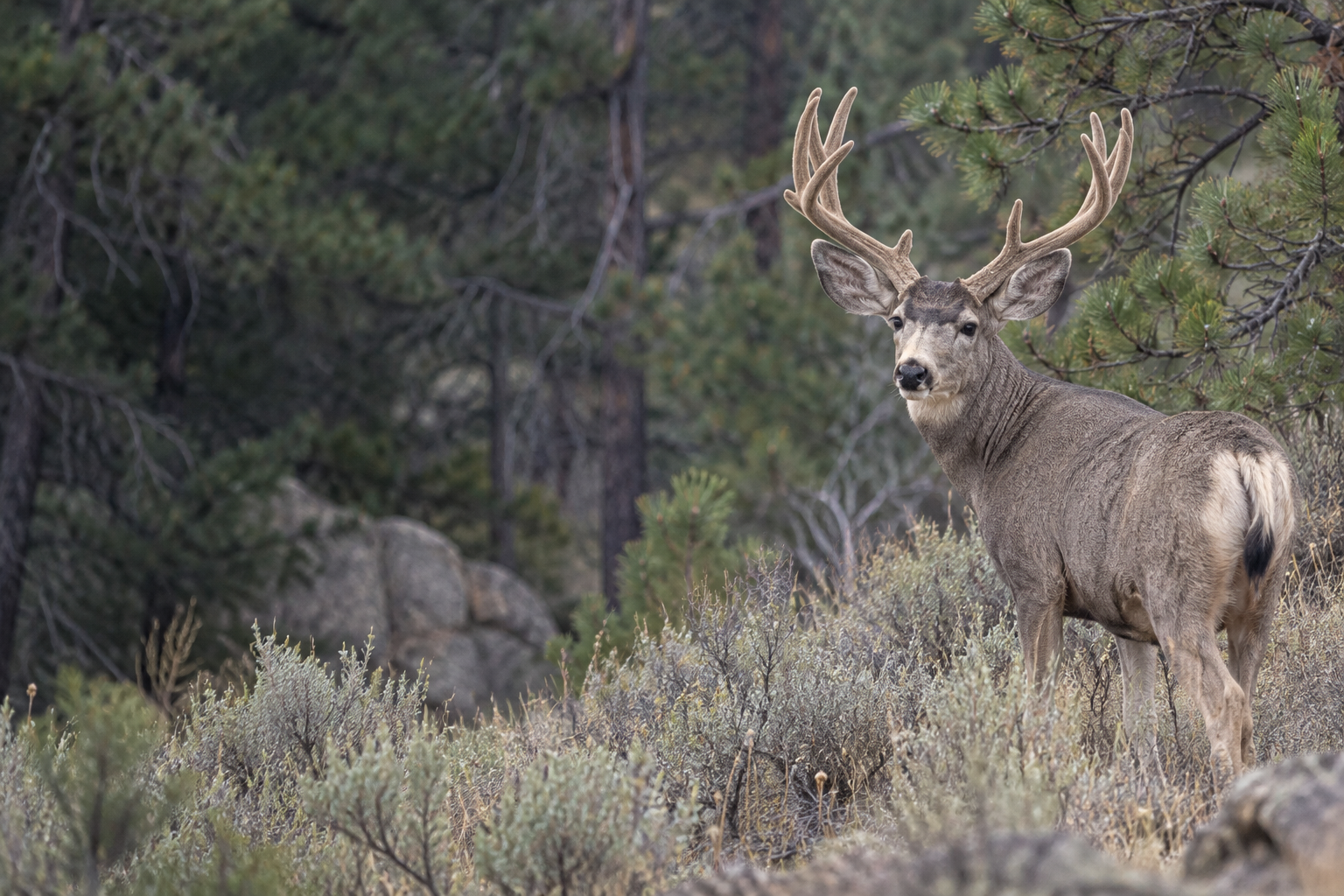 mule deer in continuous natural terrain, wildlife illustration
