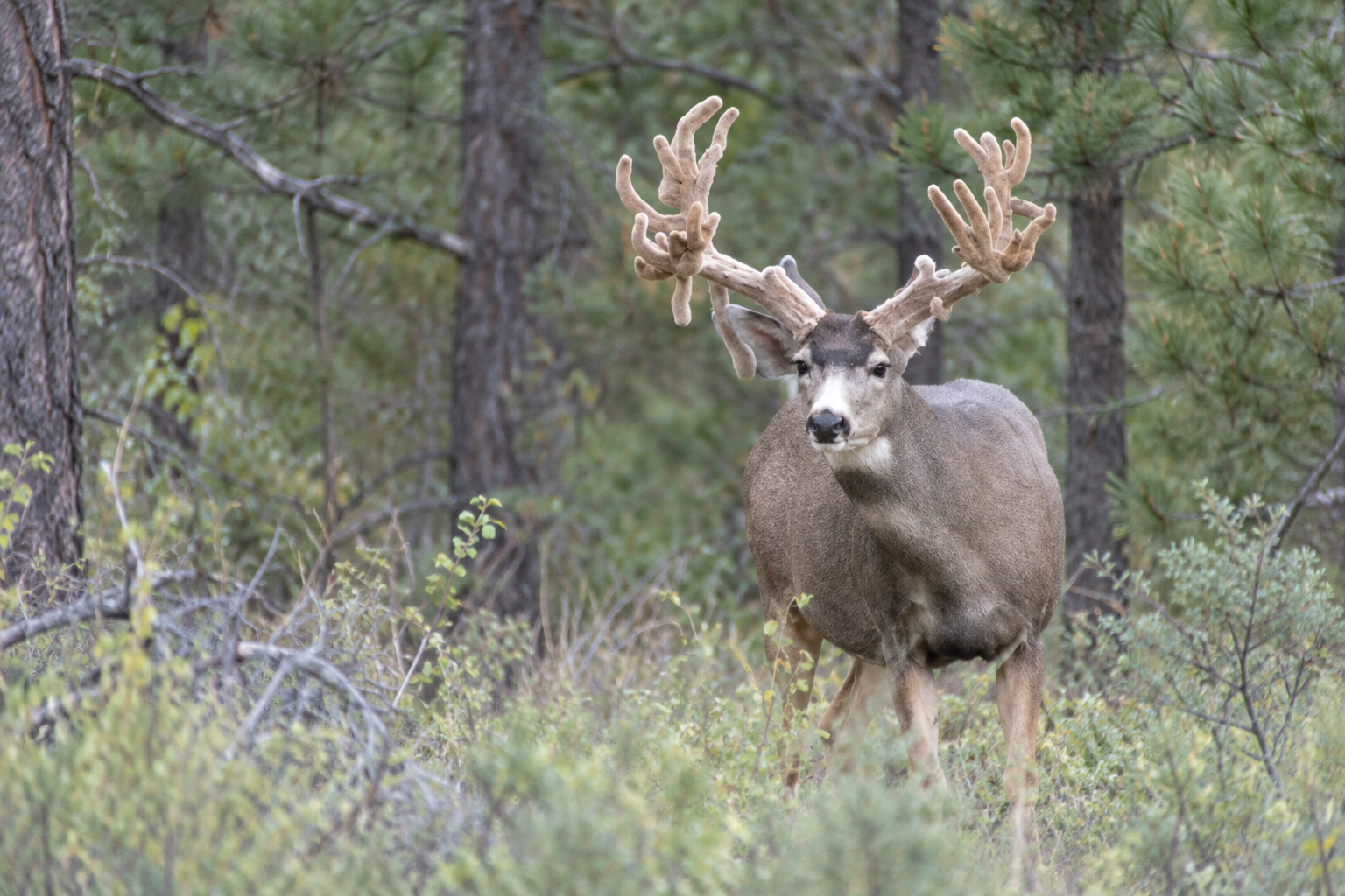 mule deer in continuous natural terrain, wildlife illustration