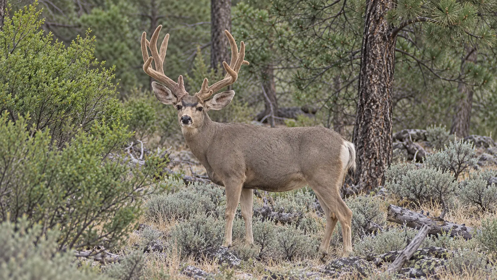 Mule deer with full velvet antlers and body visible in pine woodland