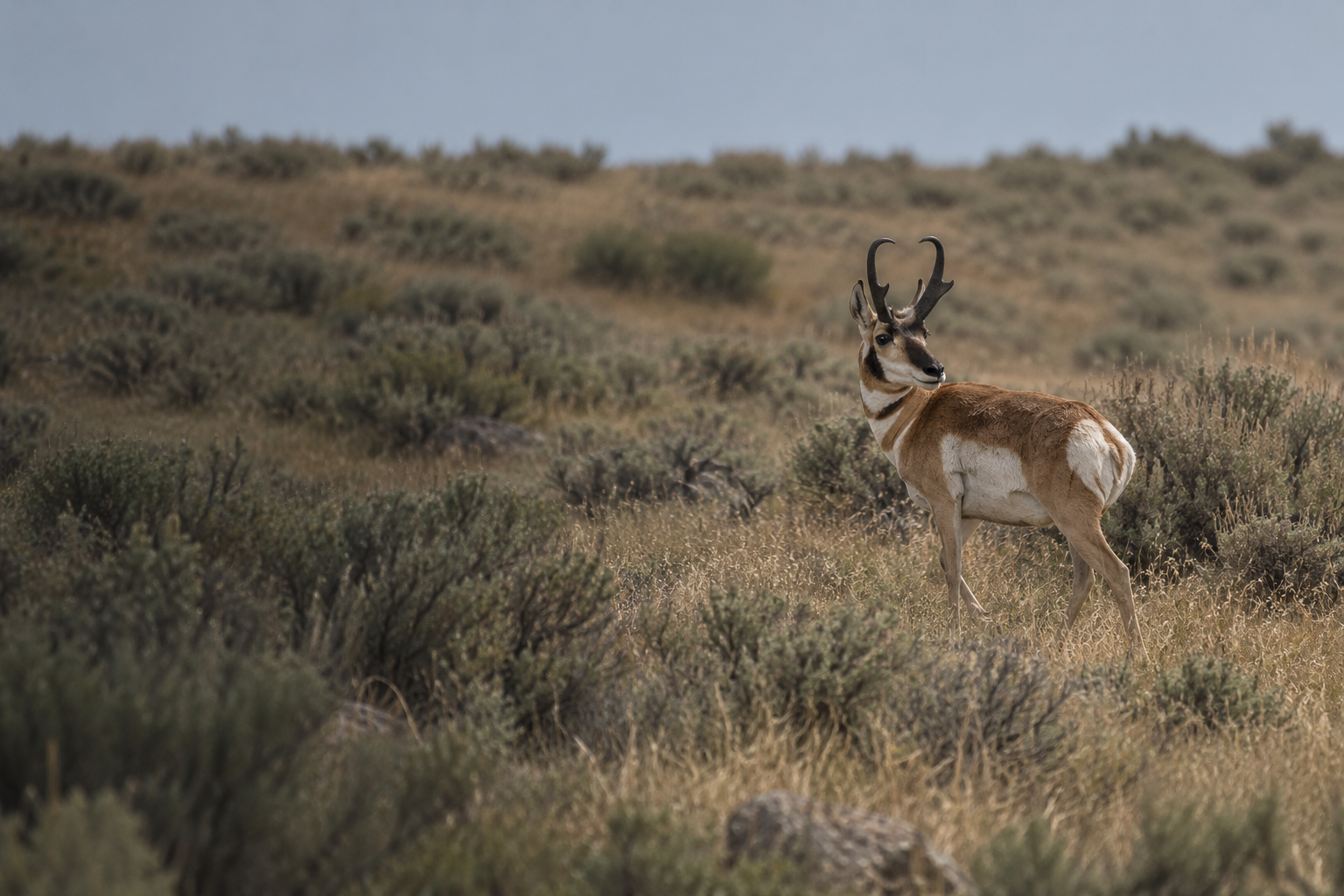 antelope in continuous natural terrain, wildlife illustration