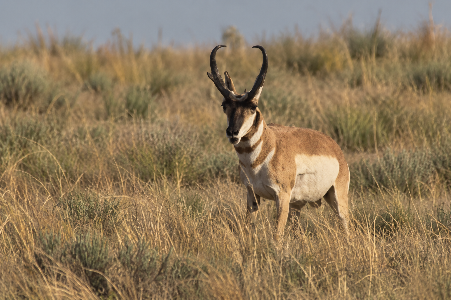 antelope in continuous natural terrain, wildlife illustration