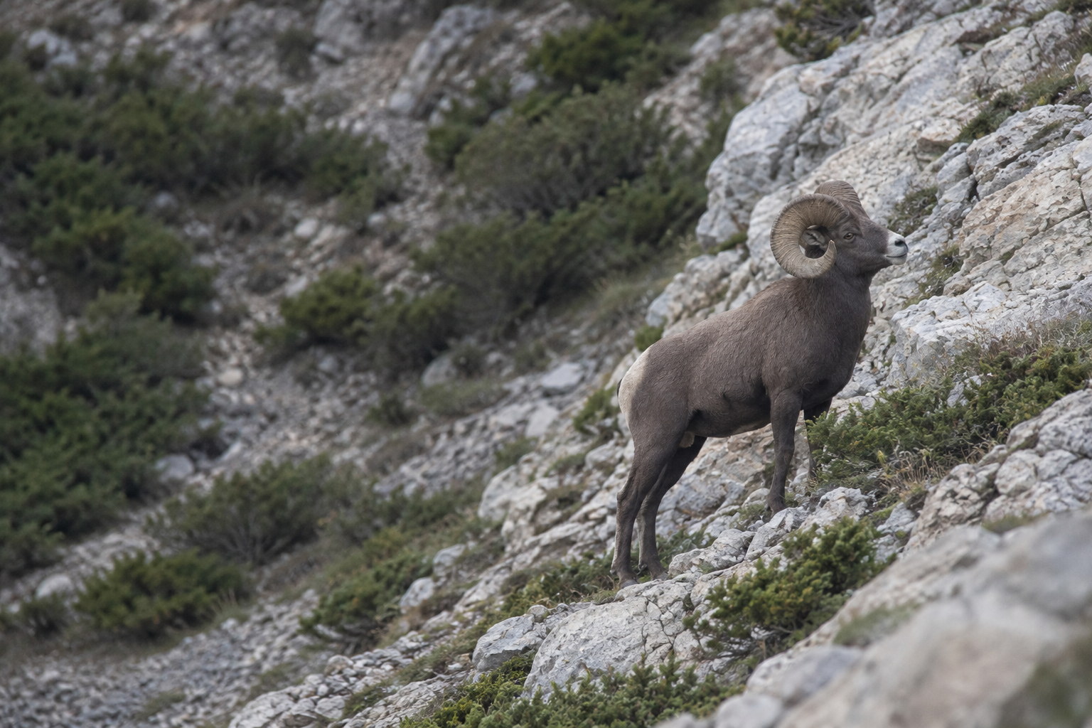 sheep in continuous natural terrain, wildlife illustration
