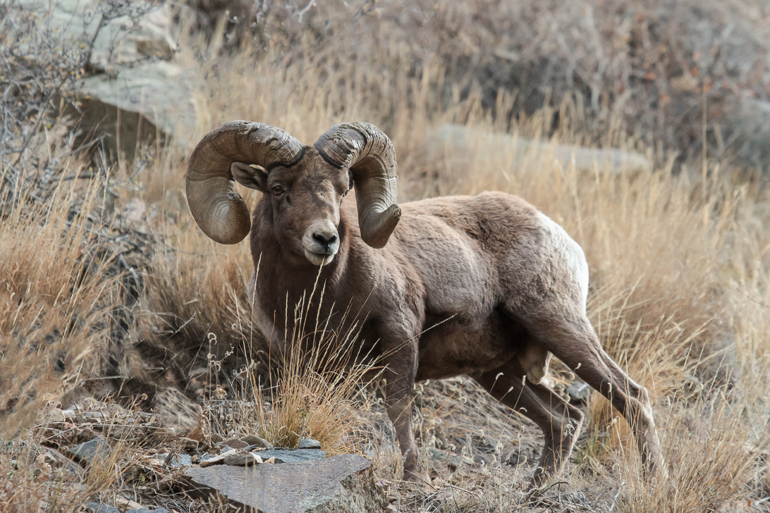Rocky Mountain Big Horn – Black Timber Outfitters