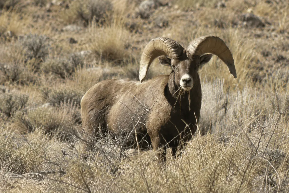 Bighorn ram resting in scrub — photo-based preview