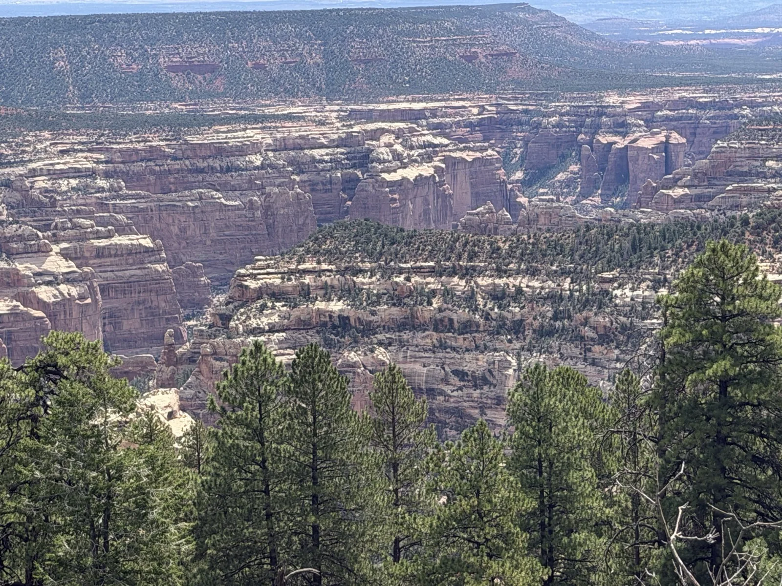 Utah sandstone canyons and mesas above a forested valley