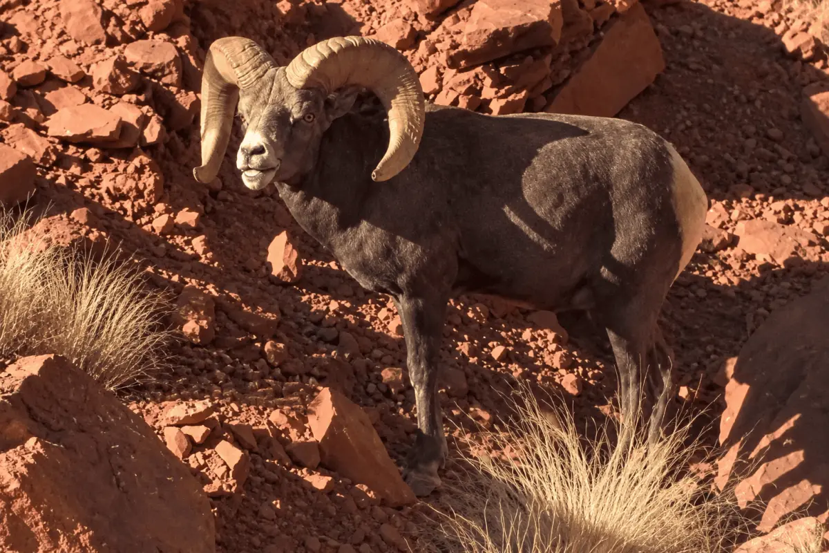 Desert bighorn ram standing among red sandstone rocks