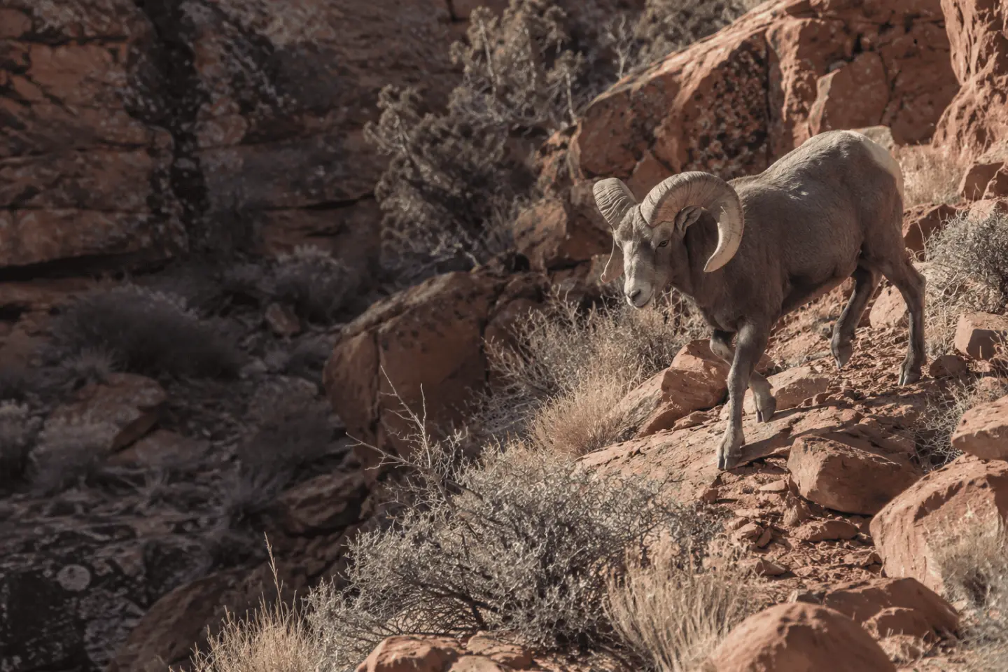 desert bighorn in natural Western habitat