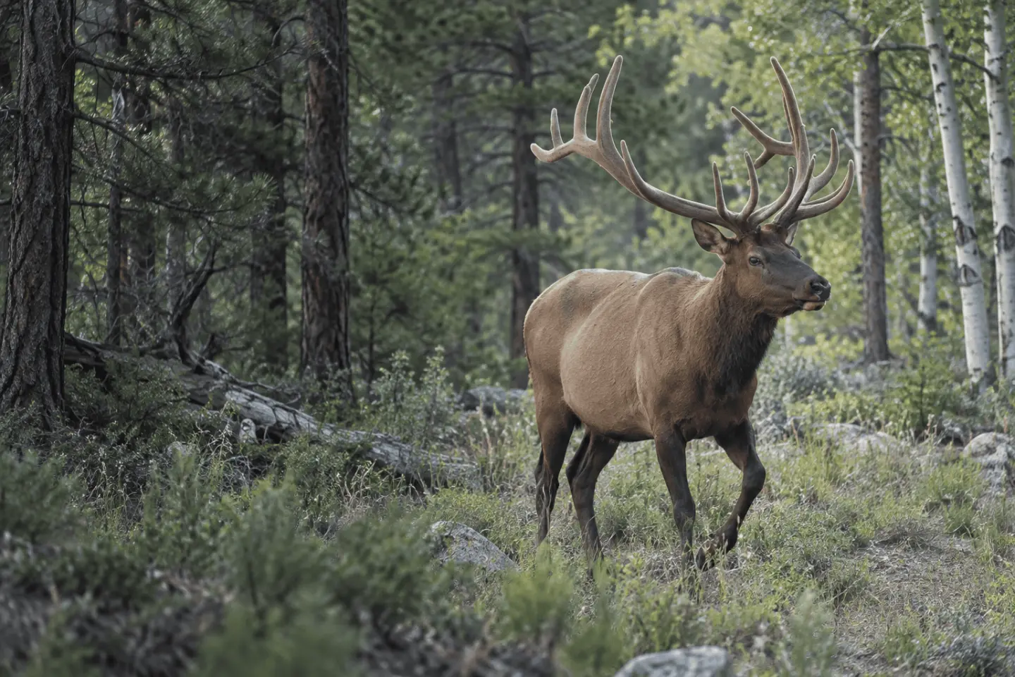 elk in natural Western habitat