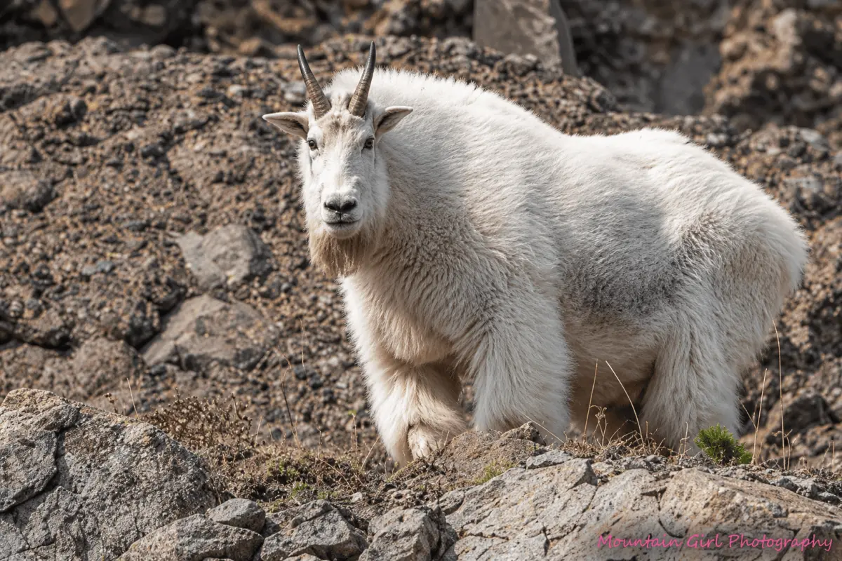 Mountain goat standing on a rocky alpine slope