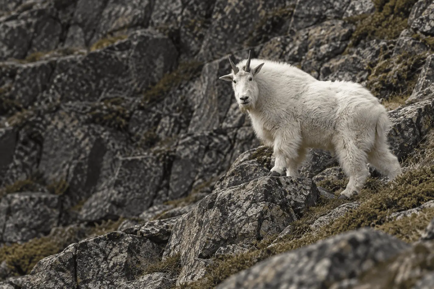 mountain goat in natural Western habitat