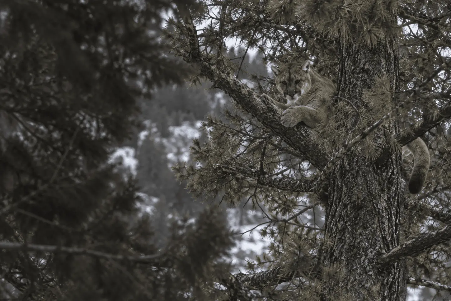 mountain lion in natural Western habitat