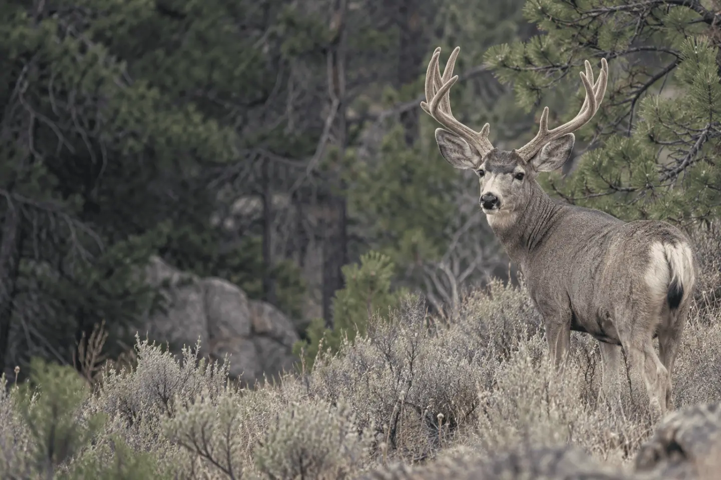 mule deer in natural Western habitat