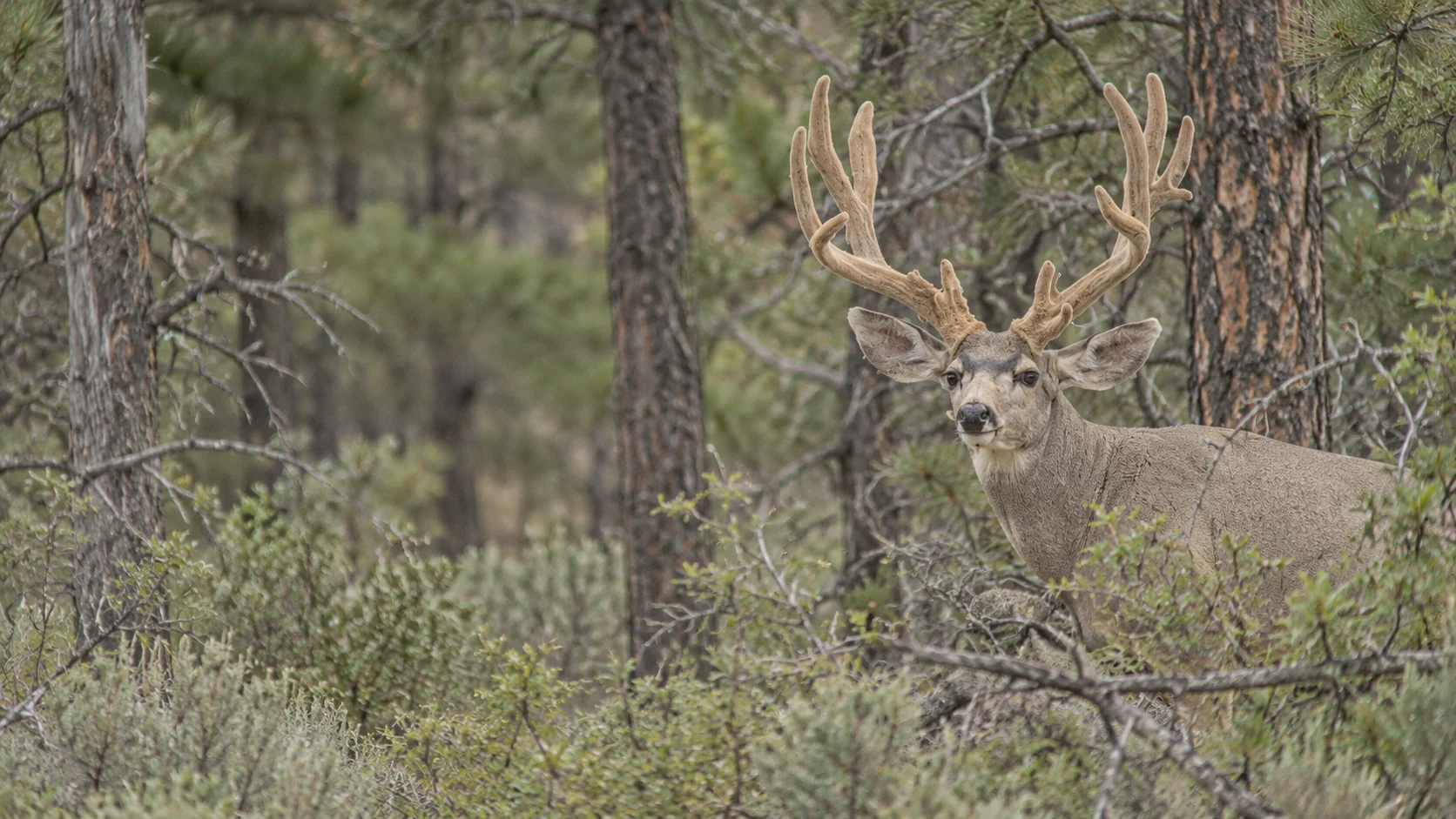 Mature mule deer buck with broad velvet antlers among pine trees and brush