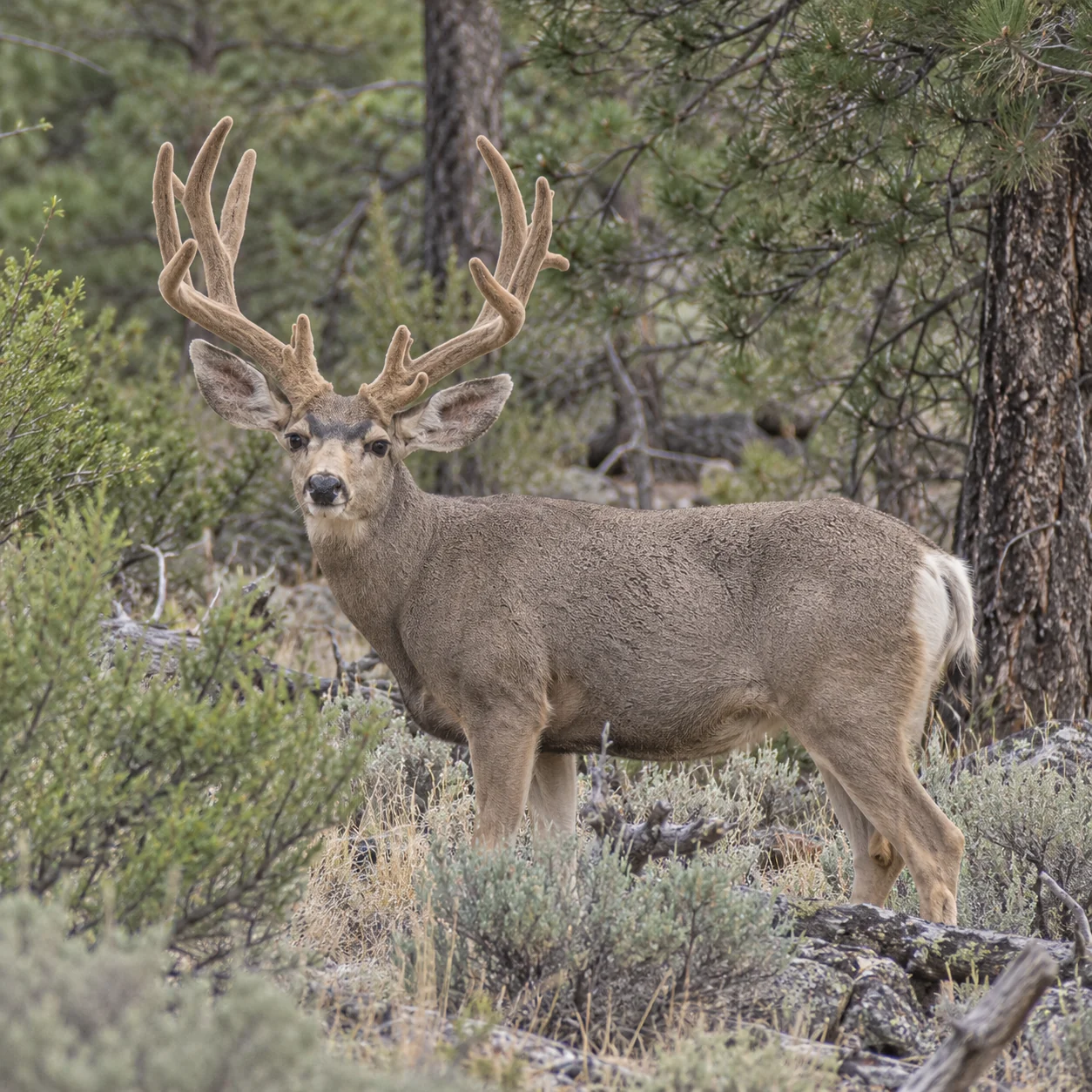 Mature mule deer standing in pine woodland with broad velvet antlers