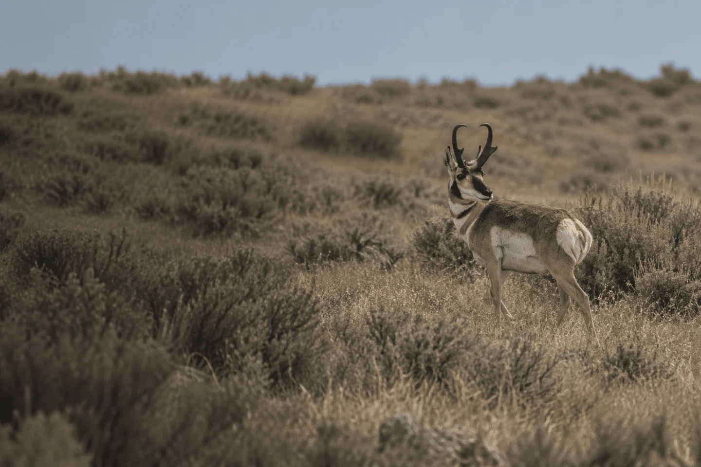 pronghorn in natural Western habitat