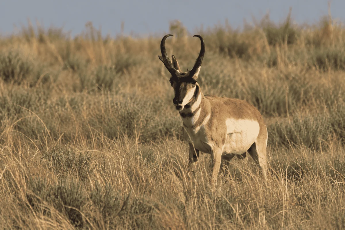 Pronghorn buck standing in dry grass — photo-based preview