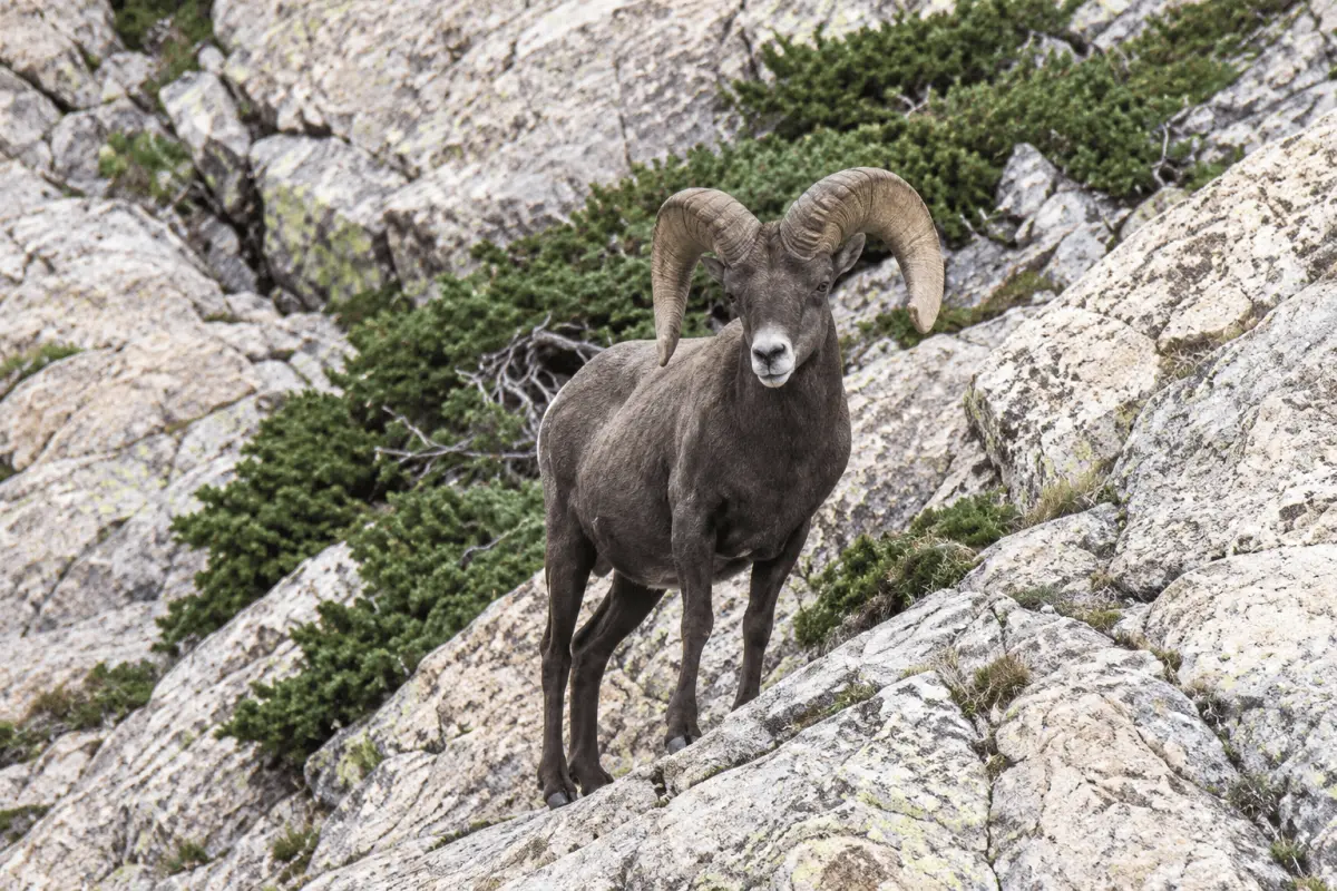 Rocky Mountain bighorn ram standing on a rocky mountainside